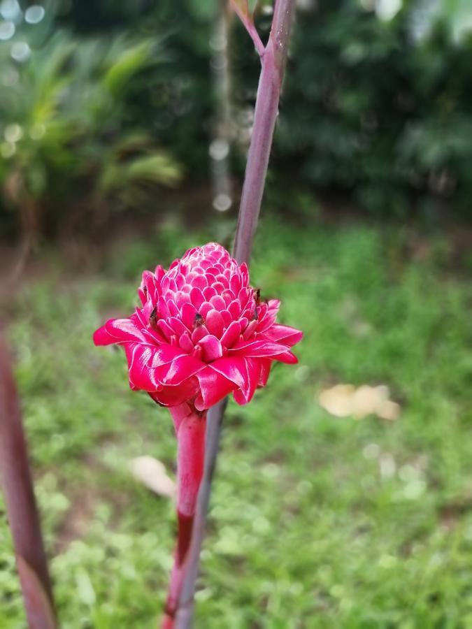 Hospedaje Meryscar 托尔图格罗 外观 照片