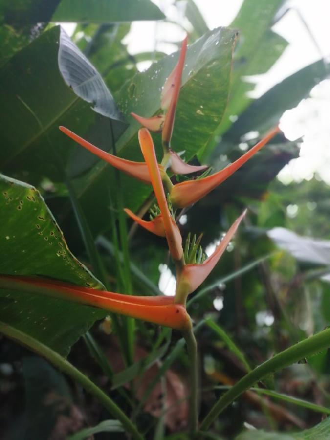 Hospedaje Meryscar 托尔图格罗 外观 照片